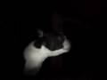 Boston Terrier video