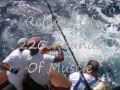 antigua sport fishing tournamant