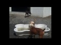 dogma dog care1