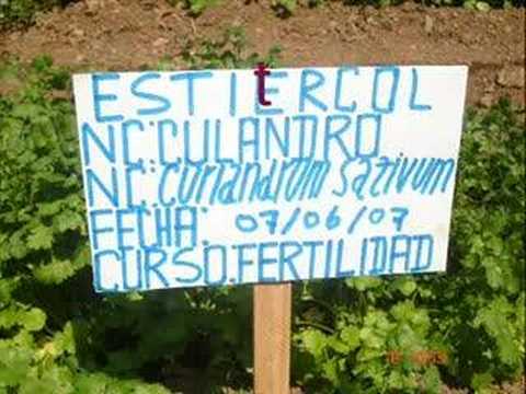 how to harvest culantro