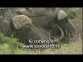 kaapse buffel - cape buffalo - syncerus caffer
