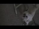 Pixie Goes to Nana\