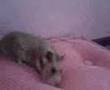 videos de Luna filmpj Hamsterr 2