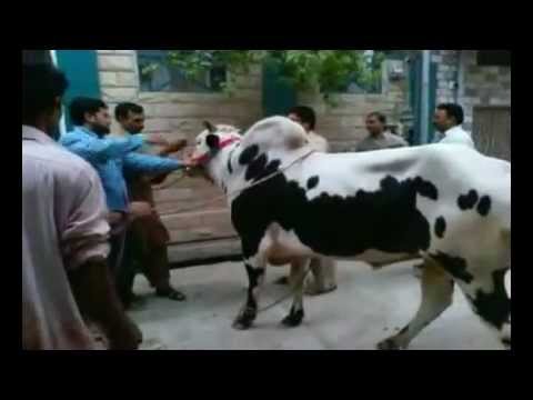 Eid ul azha qurbani - Qurbani Eid-Ul-Adha 2011 Tench Bhatta.