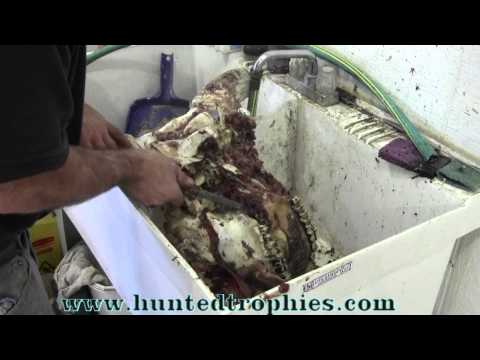 how to whiten european mount