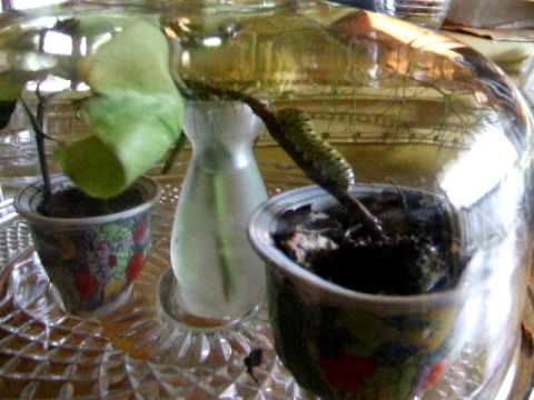 how to care butterfly