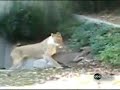 Baby deer escapes Lions at the National Zoo part 2