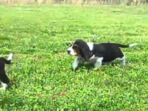 Tri-Color Basset Hound Male Puppy
