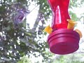 humming bird feeding part2 humming bird feeding part2