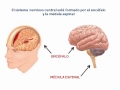Sistema Nervioso