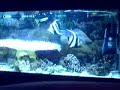 MARINE TANK