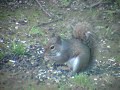 Gray cat squirrel eating sunflower seeds Gray cat squirrel eating sunflower seeds