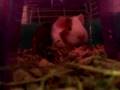 videos de George-Michael eating, sniffing
