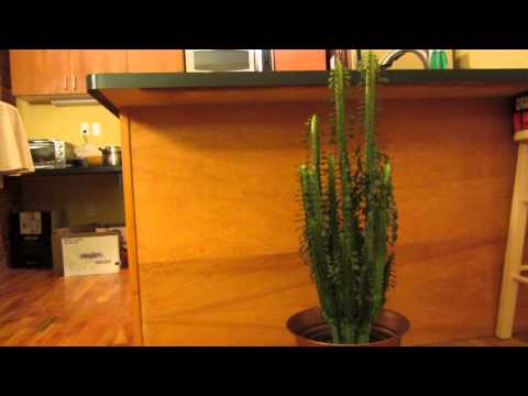 how to fertilize cactus