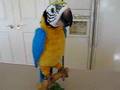 videos de One Bad Parrot