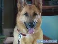 How to Train German Shepherds : Learn where to get More Information on German Shepherds
