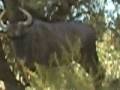 videos de Kalahari ride