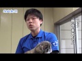 老犬介護ホーム開設 老犬・老猫ホーム