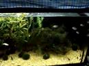 surfing corydoras - 3months