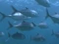 jack fish jack fish