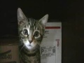videos de Big fat Manx and little kittens playing