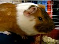 Hamlet the Fat Lard