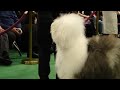 WESTMINSTER DOG SHOW NYC 2010 # 17