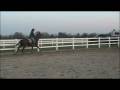 videos de Paisleyville Thoroughbred For Sale Honest Big Slow Stride