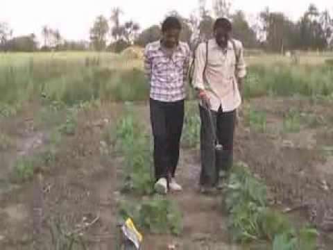 how to fertilize cucumbers