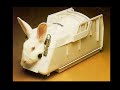 Animal testing--TIME TO STOP IT.wmv