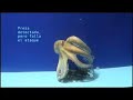Clever octopus Clever octopus