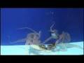 Clever octopus