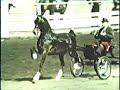 Lexington Hackney Promo Video