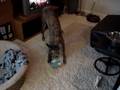 videos de Wingo Eating Mr. Roboto Greeting Card Part 2