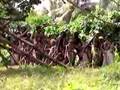 Ni-Vanuatu Dancing for Naghol on Pentecost Island
