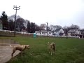 Saluki Take Down