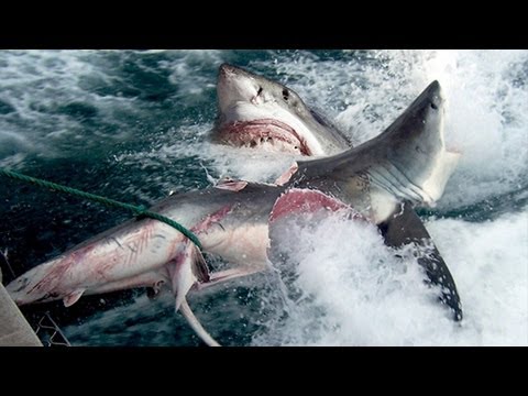 Great - Great White Shark Bites Shark in Half. A Great White Shark is bit in half by a Giant Great White Shark in the waters off stradbroke island in Australia. The ...
