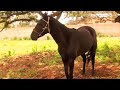 Carreras de caballos en Laguna Grande (Monte Escobedo, Zacatecas)