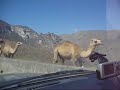 Trip to Salalah, Oman