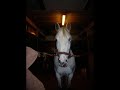 Noushka.wmv