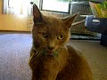 A day in the life of my pets: Kiku and Fenella