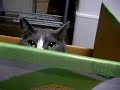 mimic cat
