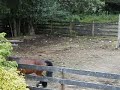 Silly Andy- Akhal-Teke Gelding