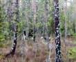 Hirvikoira FLOTMARKENS OJE haukkuu hirvea