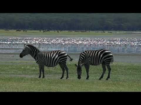 Mbweha Camp- Soysambu (Atua-Enkop Africa)