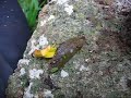 Giant Veined Slug Giant Veined Slug