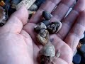 Terrestrial Hermit crab. Terrestrial Hermit crab.