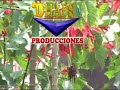clavelina de los andes-una gotita del cielo nublado