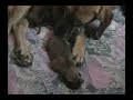 Great Danes puppies