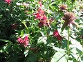 Hummingbird moth